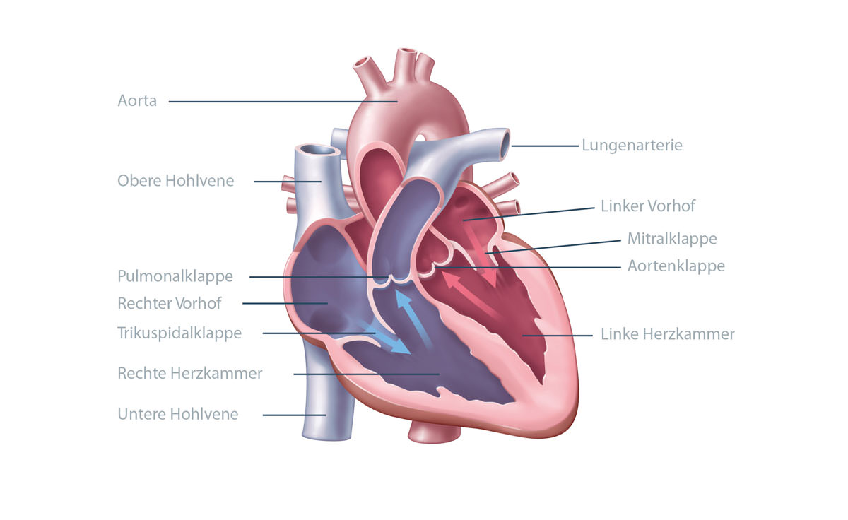 Anatomie Und Aufbau Herzstiftung.