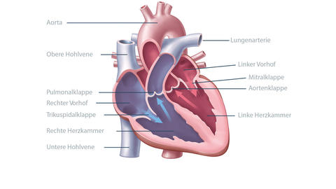 Anatomie-Herz