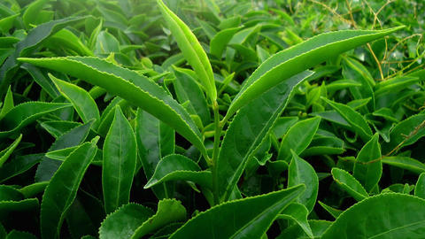 Grüner Tee Blätter