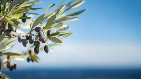 Oliven-Zweige 