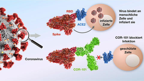Abbildung Corona Antikörper-Therapie