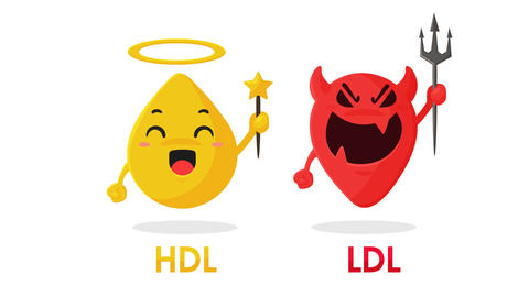 Zeichnung vom HDL und LDL