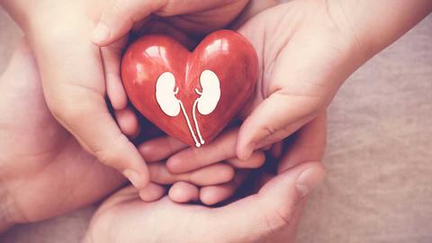 Kinder halten ein Herz in den Händen, wo die Nieren eingezeichnet sind